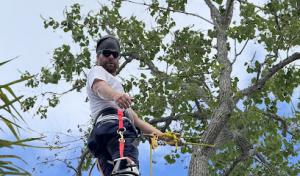 Bay to bay tree service & land clearing