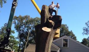 Bull City Tree Service
