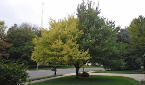 My Backyard Tree Service