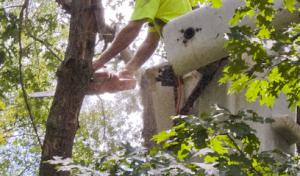 Arbor East Tree Service