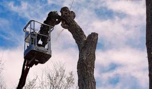 Vision Tree Service