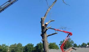 S & M Tree Services