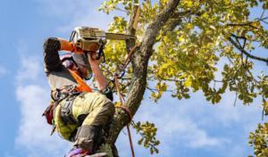 DLB Tree Service