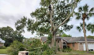 Ireland's Tree Service