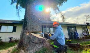Tim's Tree Removal & Services