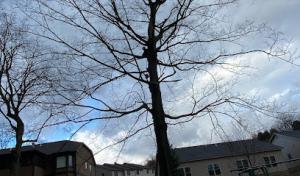 Charlie's Tree Services