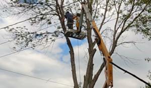 Pro Tree Services