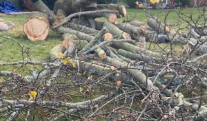 T & L Tree & Landscape