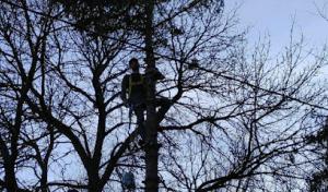 Timberman Tree Service