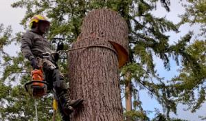 Javier Tree Services & Landscaping