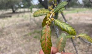 Arborist USA of Burleson