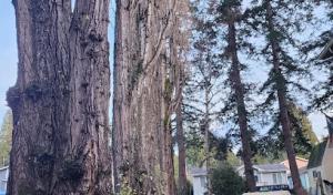 Dave the Tree Guy Tree Care Service. Custer Wa