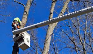 Broken Oak Tree Service