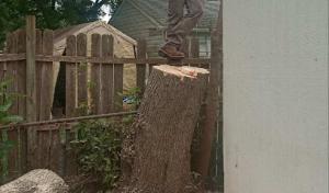 Small family tree care