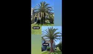 Smith’s Tree & Stump