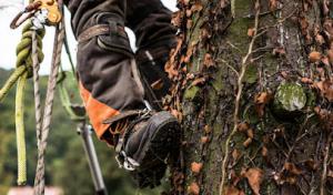 ArborCare Tree Specialists