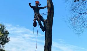 Solutions Concrete & Tree Service