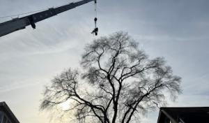 Liberty Tree Service