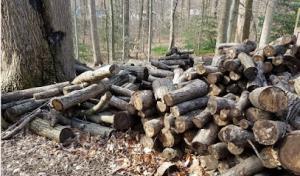 Greenwood Tree Service