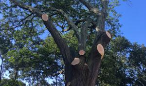 The Chamberlin Tree Company