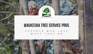 Waukesha Tree Service Pros