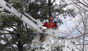 M&A All Seasons Tree Service