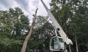 Yard Sharks Tree Care