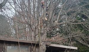 Act Now Tree Service