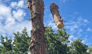 Doug's Tree & Snow Removal