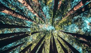 Tree Service Pro Vallejo