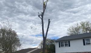 The Tree Guys Corporation