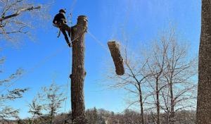 Red Pine Tree & Landscape Services
