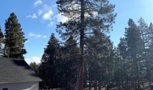 Duke's Tree Service/ GOT MOWED 406