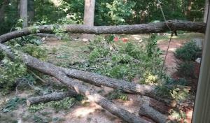 Buchanan's Tree Care