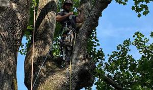 SAL Tree Service