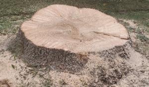 Elevational Heights Tree Care