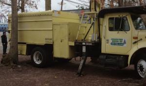 Mercer Tree Services