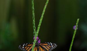 Pipo Sunshine Landscaping