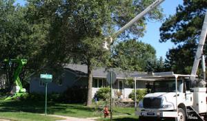 BJ Haines Tree Service