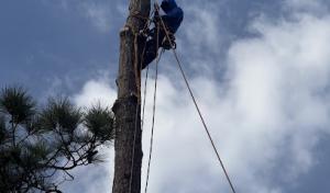 JJ Garcia Professional Tree Service