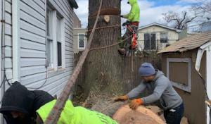 Timber Wood Tree Service