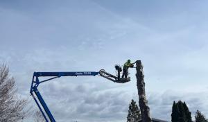 Madrigal Tree Services