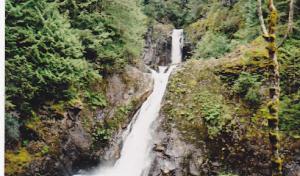 Cedar Falls Tree Service