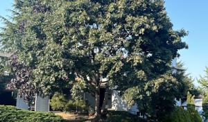 Green Belt Tree Care