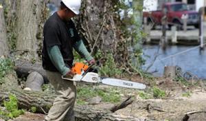 Tree Trimming & Pruning Nassau County