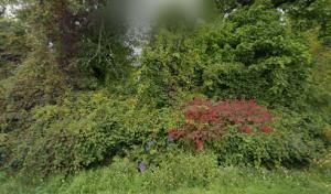 Thompson Tree & Crane Services