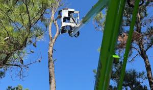 Route 66 Tree Service
