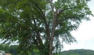 Mathews Tree Service