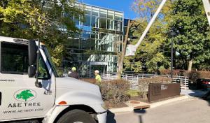 A&E Tree Service