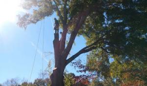 Grant's Tree Service